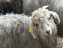 Load image into Gallery viewer, Goat purchase
