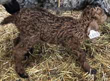 Load image into Gallery viewer, Goat purchase
