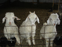 Load image into Gallery viewer, Tours of Goat Farm (60-90 minutes: $40=5 people, $8 per extra)
