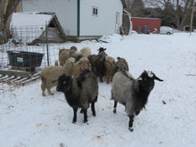 Load image into Gallery viewer, Goat purchase
