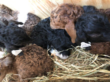 Load image into Gallery viewer, Goat purchase
