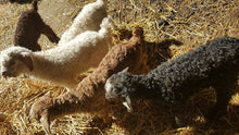 Load image into Gallery viewer, Tours of Goat Farm (60-90 minutes: $40=5 people, $8 per extra)
